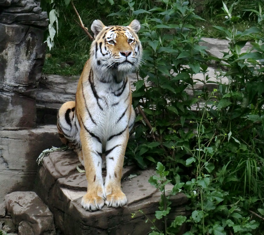 Sibirischer Tiger WASSJA im Wuppertaler Zoo am 15. Juni 2012