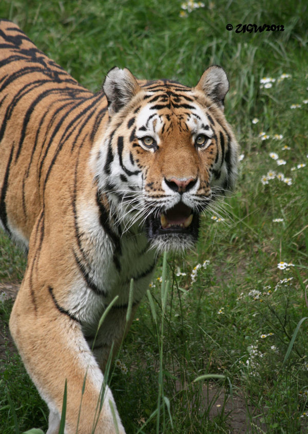 Sibirischer Tiger MANDSCHU im Zoologischen Garten Wuppertal am 28. Juni 2012 (Foto UGW)