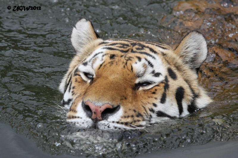 Sibirischer Tiger MANDSCHU im Zoo Wuppertal am 28. Juni 2012 (Foto UGW)
