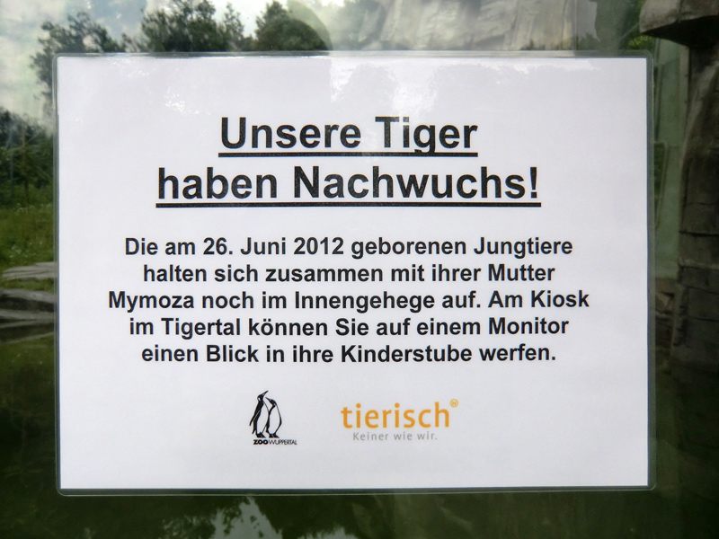 Hinweis Tigernachwuchs im Zoologischen Garten Wuppertal am 13. Juli 2012