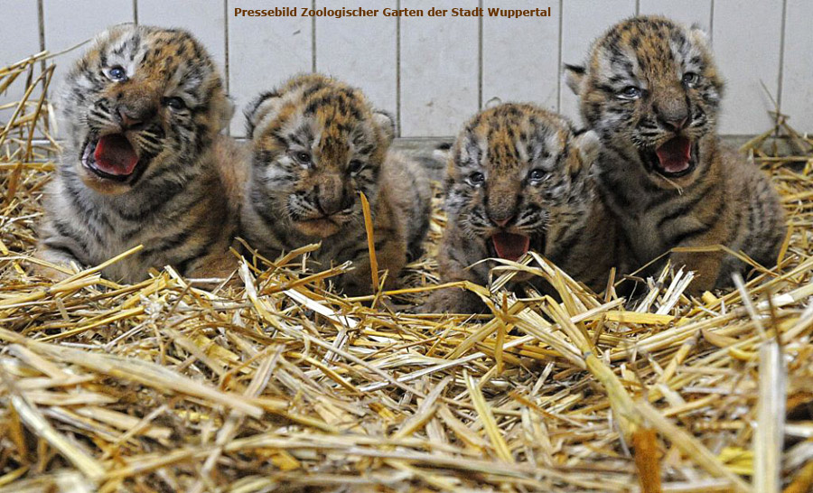 Vier kleine Sibirische Tiger im Zoo Wuppertal im Juli 2012 (Pressebild Zoologischer Garten der Stadt Wuppertal)