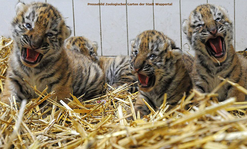 Tigerjungtiere im Zoologischen Garten Wuppertal im Juli 2012 (Pressebild Zoologischer Garten der Stadt Wuppertal)