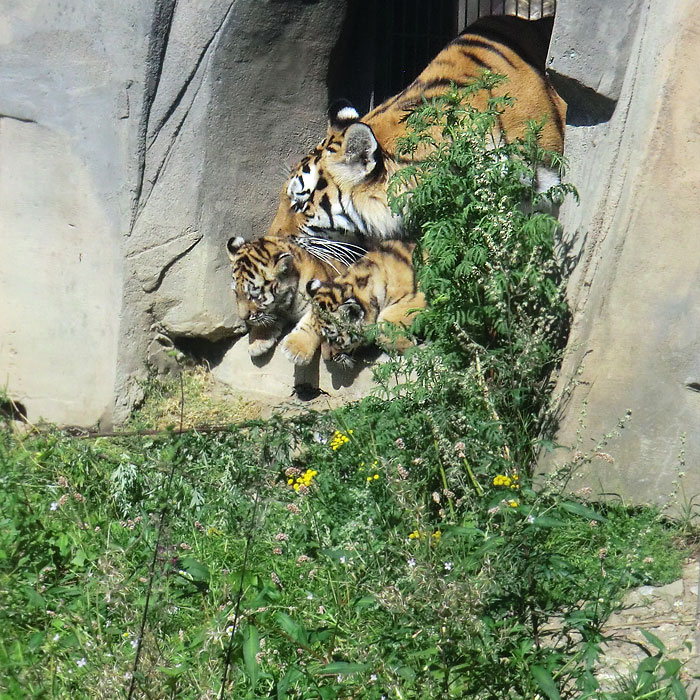 Sibirische Tigerin MYMOZA mit Jungtieren im Wuppertaler Zoo am 17. August 2012