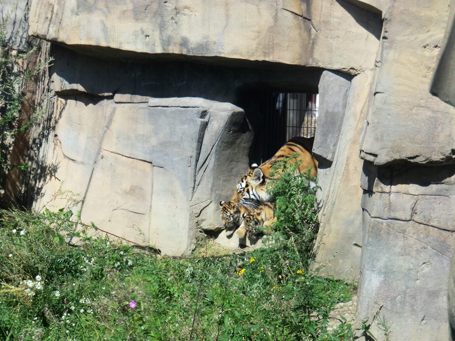 Sibirische Tigerin MYMOZA mit Jungtieren im Zoo Wuppertal am 17. August 2012