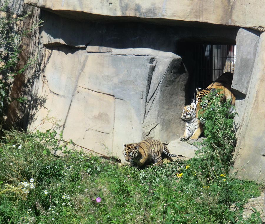 Sibirische Tigerin MYMOZA mit Jungtieren im Zoologischen Garten Wuppertal am 17. August 2012