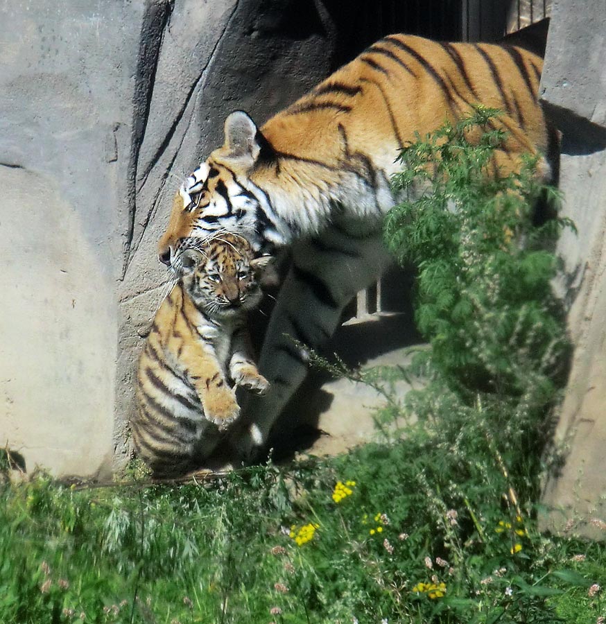Sibirische Tigerin MYMOZA mit Jungtier im Zoologischen Garten Wuppertal am 17. August 2012