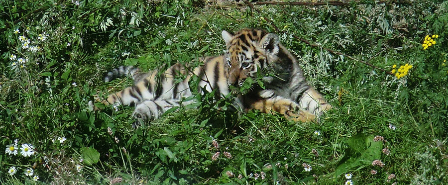 Sibirischer Tiger Jungtier im Zoo Wuppertal am 17. August 2012