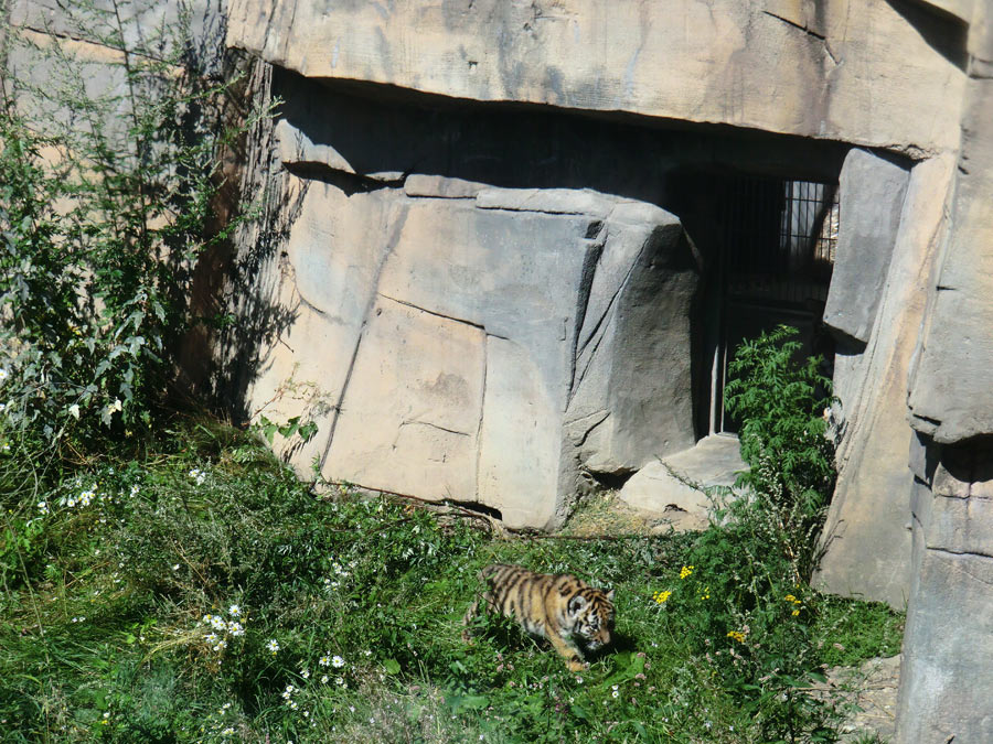 Sibirischer Tiger Jungtier im Wuppertaler Zoo am 17. August 2012