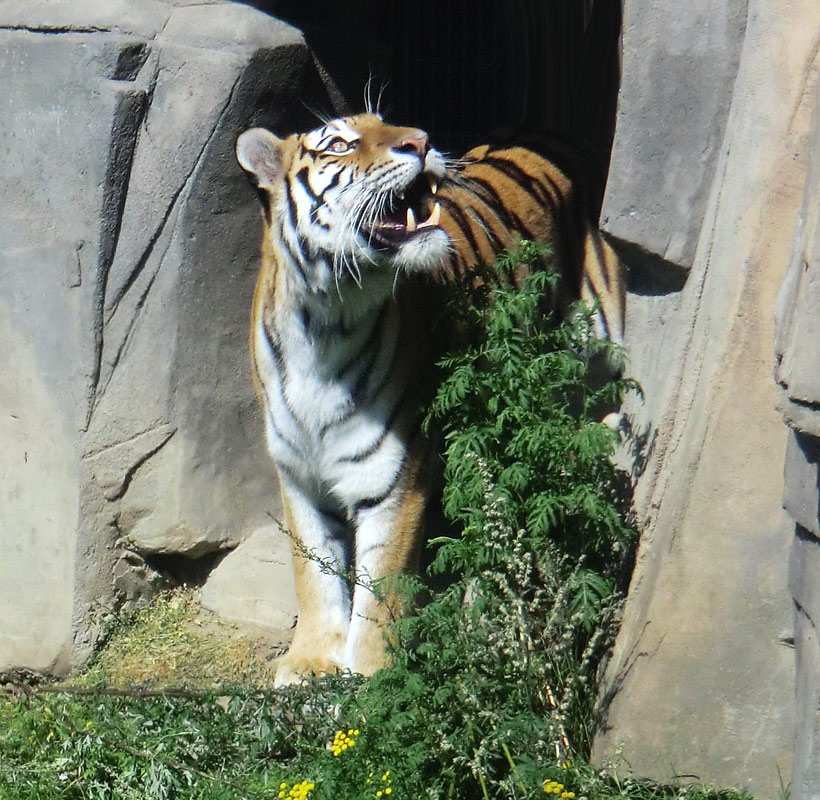Sibirische Tigerin MYMOZA im Zoo Wuppertal am 17. August 2012