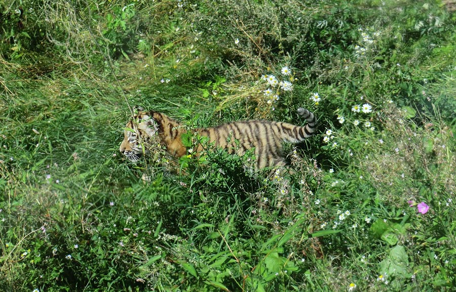 Sibirischer Tiger Jungtier im Zoologischen Garten Wuppertal am 17. August 2012