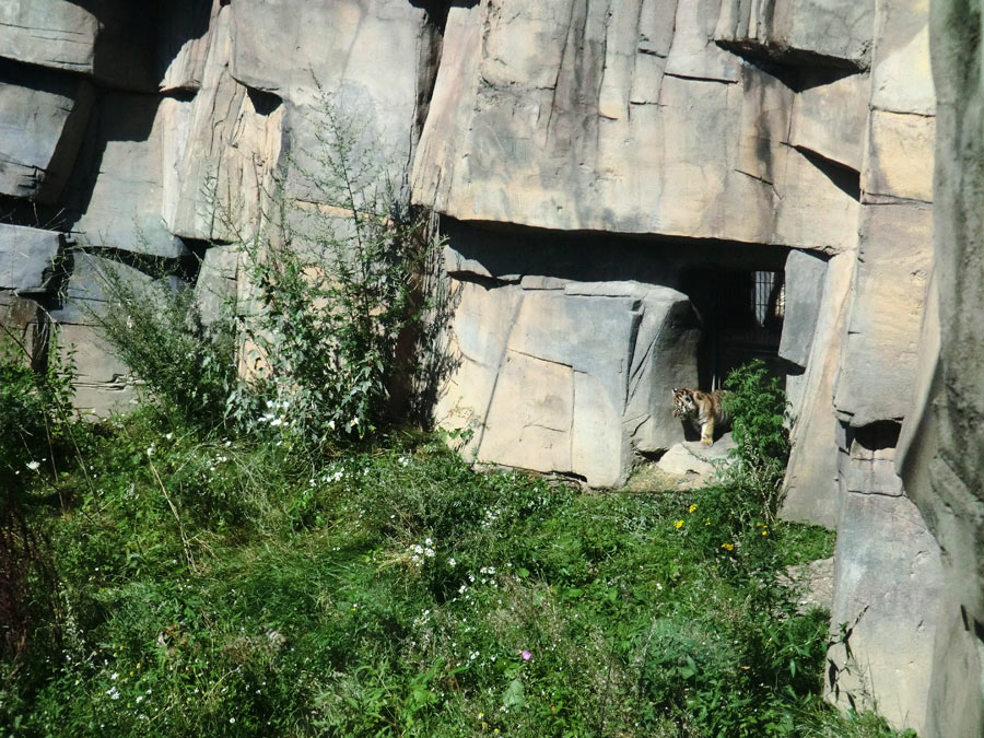 Sibirische Tiger Jungtiere im Wuppertaler Zoo am 17. August 2012