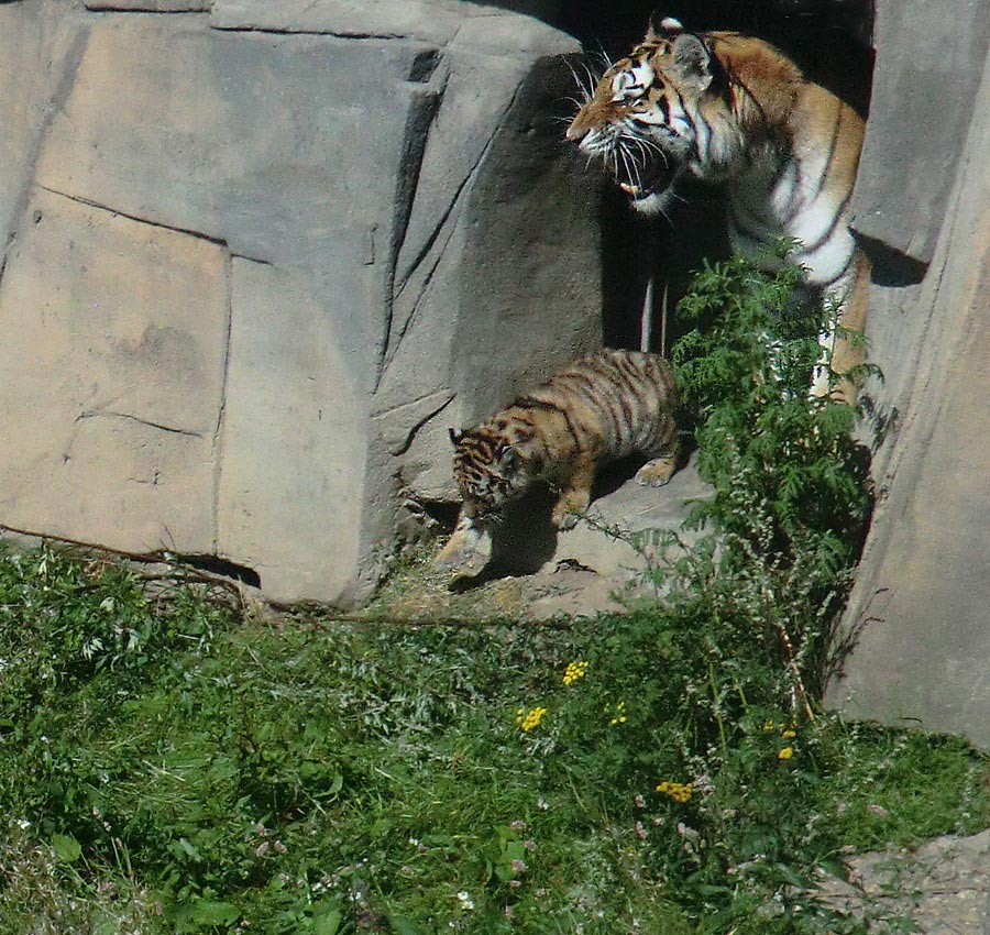 Sibirische Tigerin MYMOZA mit Jungtier im Zoologischen Garten Wuppertal am 17. August 2012