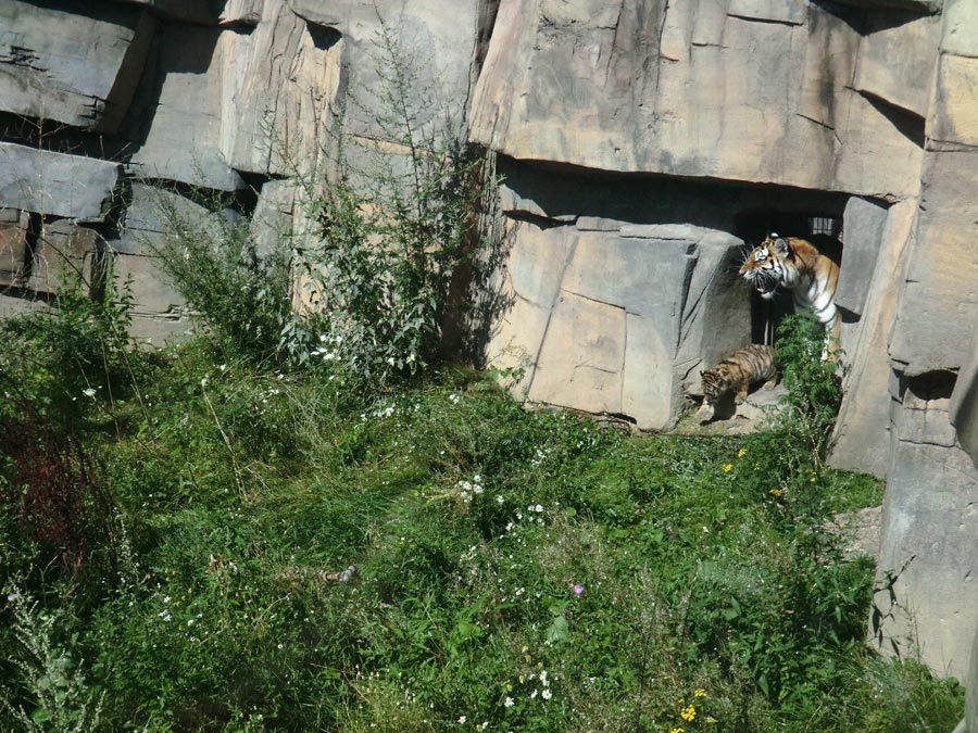 Sibirische Tigerin MYMOZA mit Jungtieren im Zoo Wuppertal am 17. August 2012