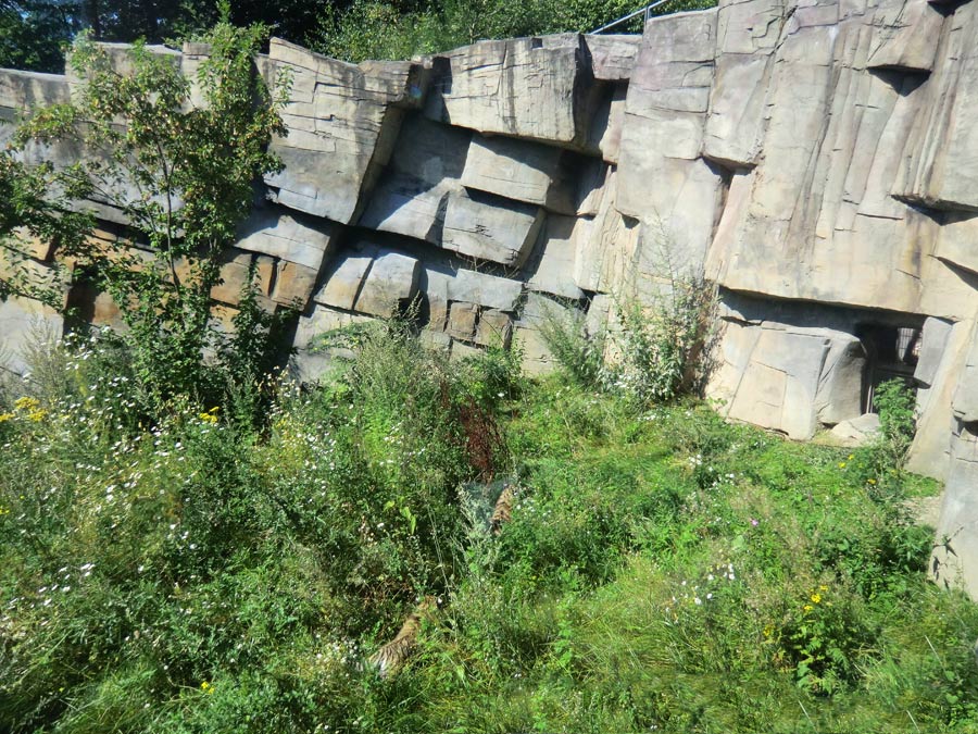 Sibirische Tiger Jungtiere im Zoologischen Garten Wuppertal am 17. August 2012