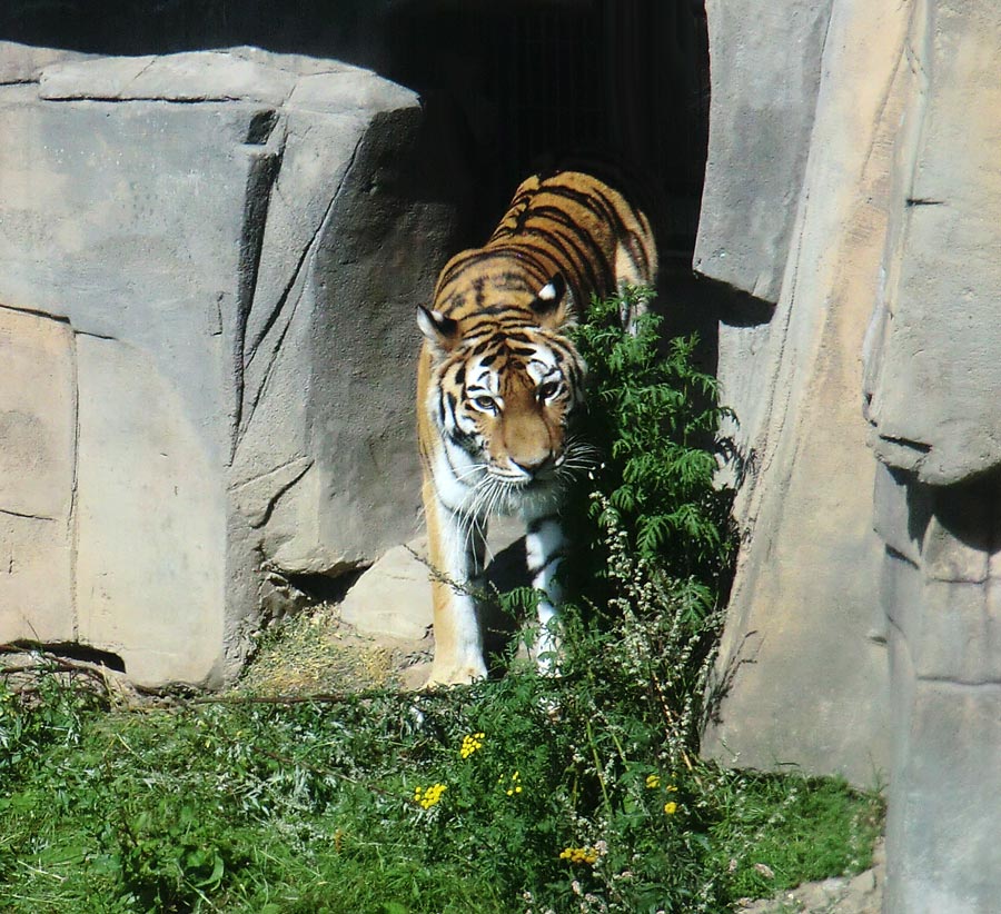 Sibirische Tigerin MYMOZA im Zoologischen Garten Wuppertal am 17. August 2012