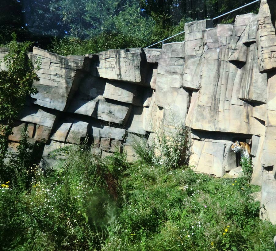 Sibirische Tigerin MYMOZA im Wuppertaler Zoo am 17. August 2012