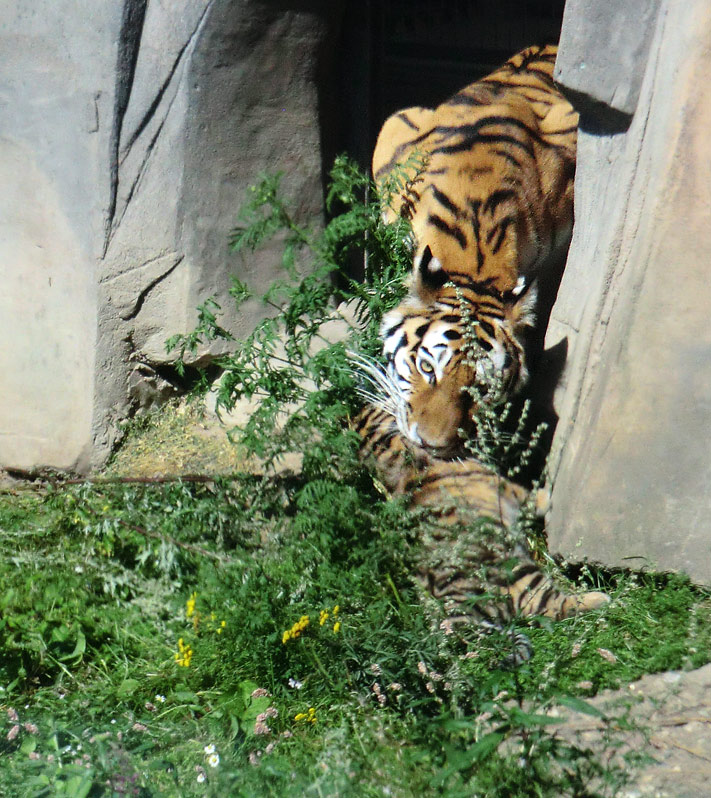 Sibirische Tigerin MYMOZA mit Jungtier im Zoo Wuppertal am 17. August 2012