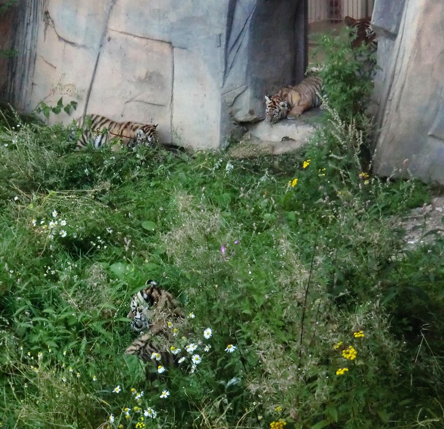 Sibirische Tigerin MYMOZA mit Jungtieren im Zoologischen Garten Wuppertal am 18. August 2012