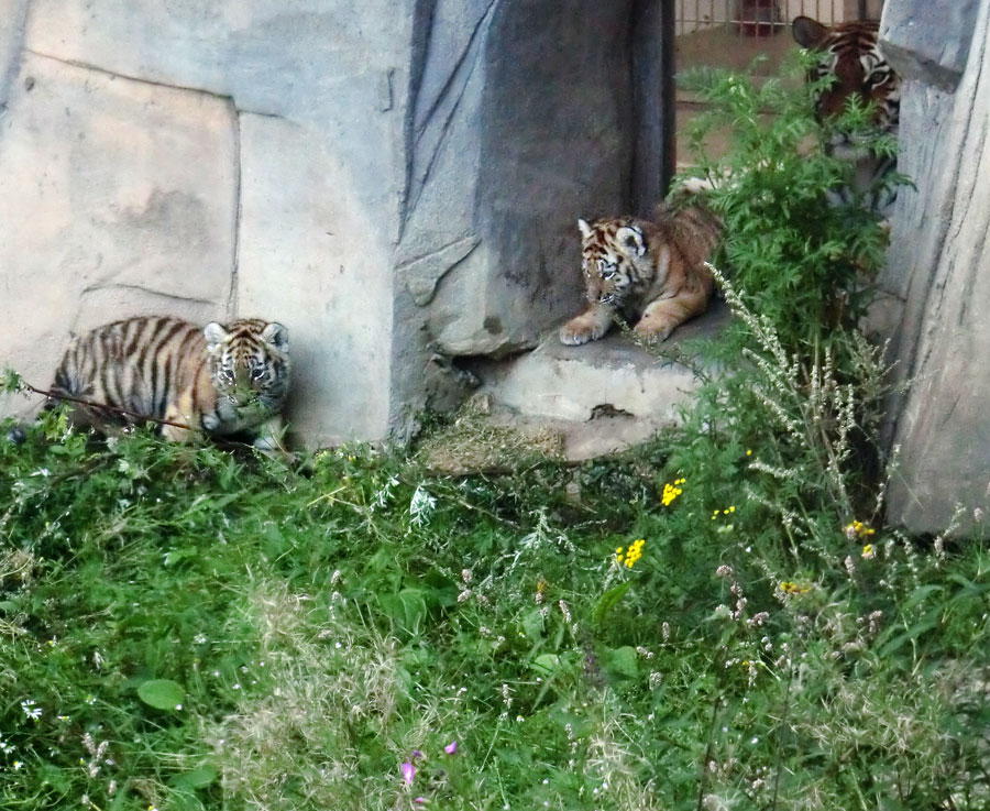 Sibirische Tigerin MYMOZA mit Jungtieren im Wuppertaler Zoo am 18. August 2012
