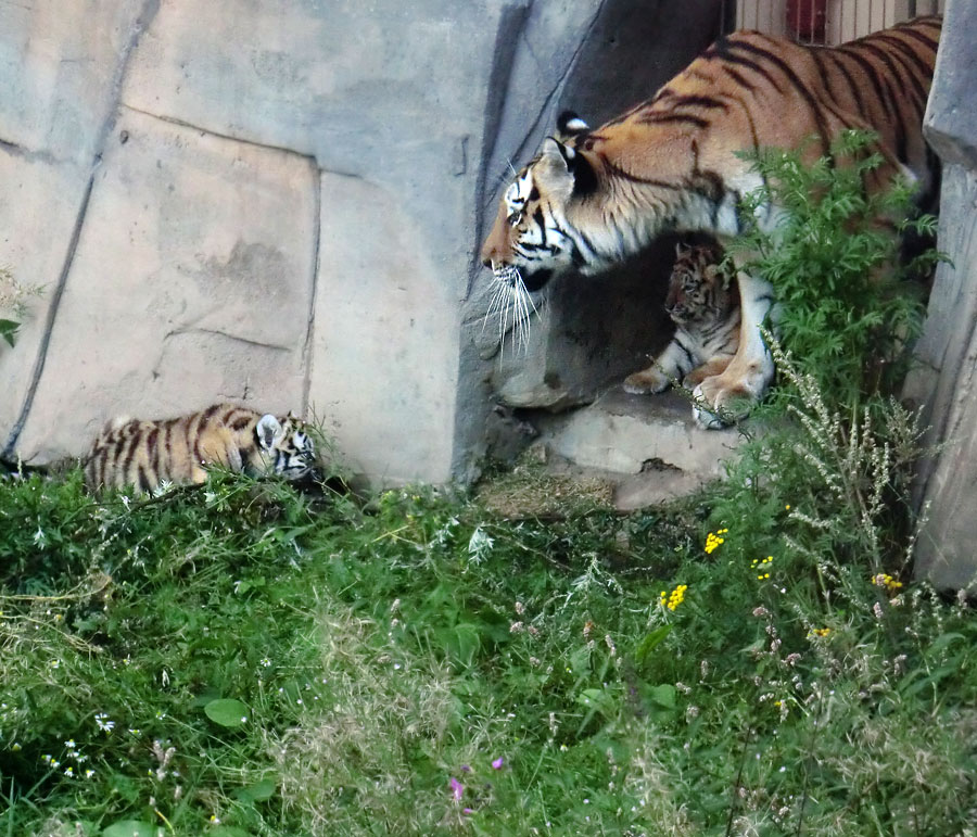 Sibirische Tigerin MYMOZA mit Jungtieren im Zoo Wuppertal am 18. August 2012