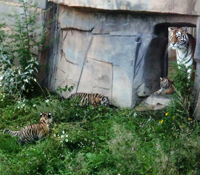 Sibirische Tigerin MYMOZA mit Jungtieren im Wuppertaler Zoo am 18. August 2012
