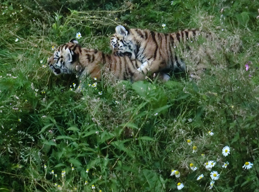 Sibirische Tiger Jungtiere im Zoologischen Garten Wuppertal am 18. August 2012