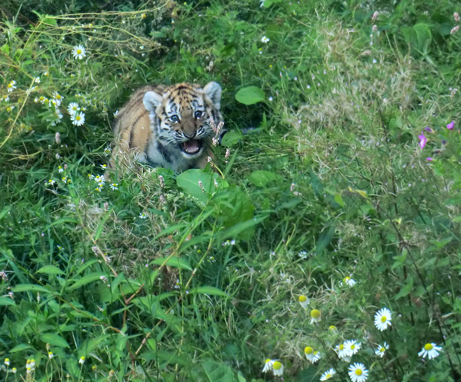 Sibirischer Tiger Jungtier im Zoologischen Garten Wuppertal am 18. August 2012