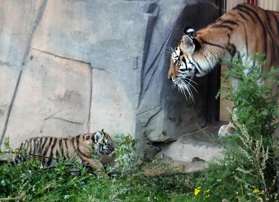 Sibirische Tigerin MYMOZA mit Jungtier im Zoologischen Garten Wuppertal am 18. August 2012