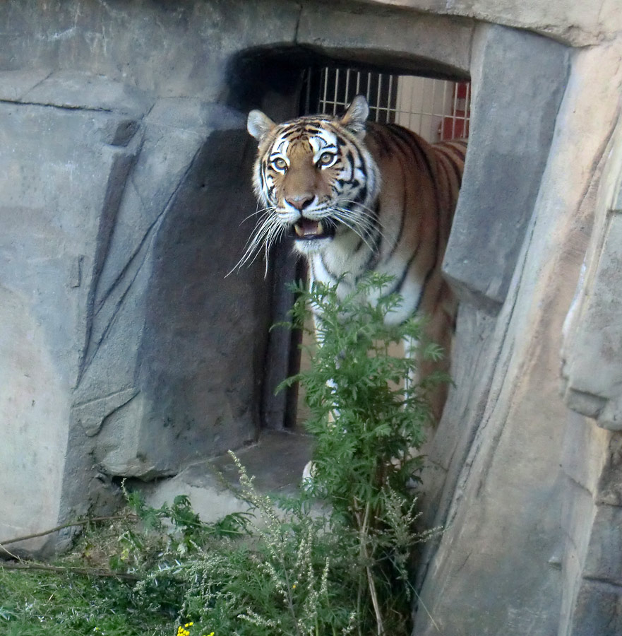 Sibirische Tigerin MYMOZA im Zoo Wuppertal am 18. August 2012