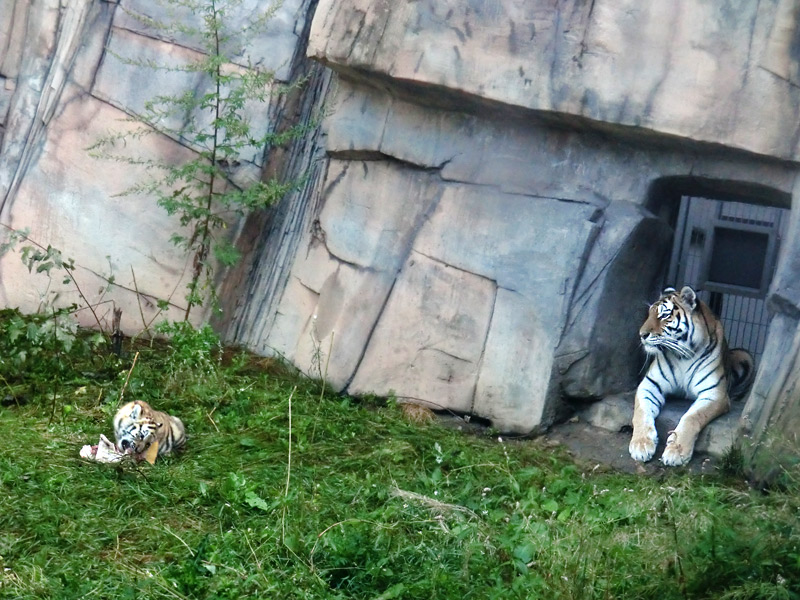 Sibirische Tigerin MYMOZA mit Jungtier im Zoo Wuppertal am 27. August 2012