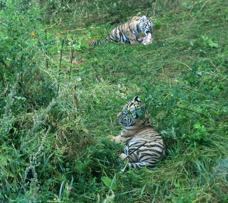 Sibirische Tiger Jungtiere im Zoologischen Garten Wuppertal am 27. August 2012