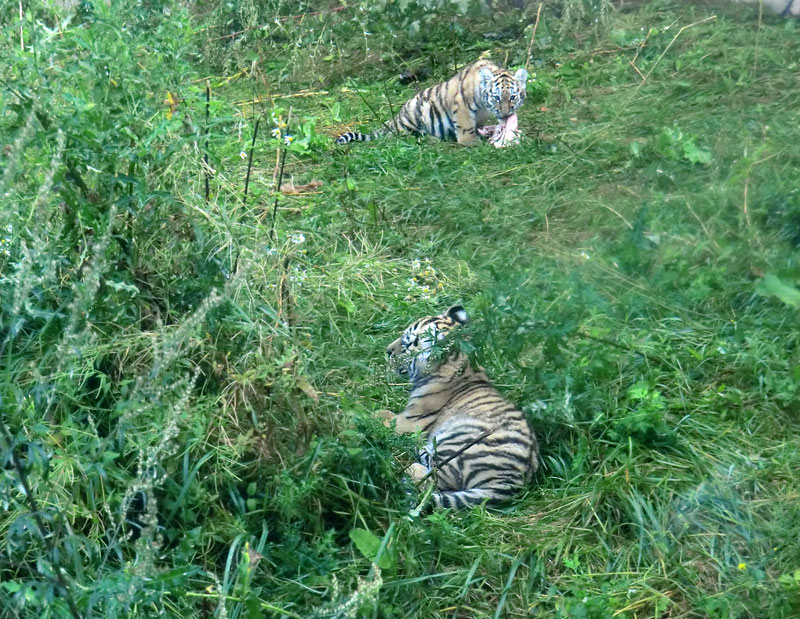 Sibirische Tiger Jungtiere im Wuppertaler Zoo am 27. August 2012