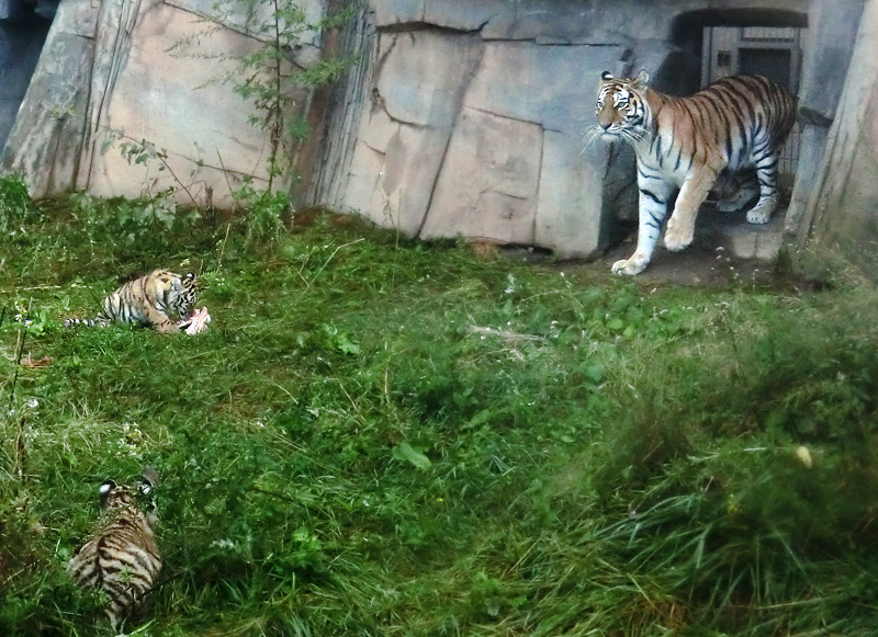 Sibirische Tigerin MYMOZA mit Jungtieren im Zoo Wuppertal am 27. August 2012