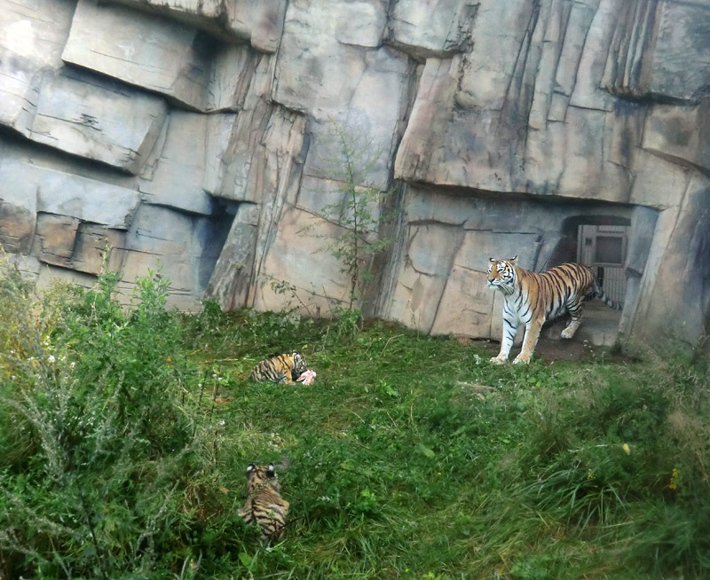 Sibirische Tigerin MYMOZA mit Jungtieren im Wuppertaler Zoo am 27. August 2012