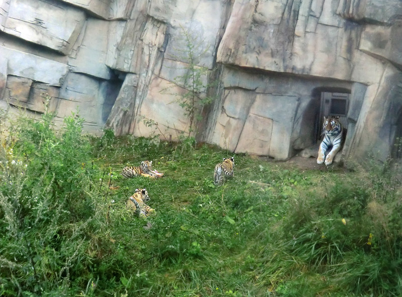 Sibirische Tigerin MYMOZA mit Jungtieren im Zoo Wuppertal am 27. August 2012