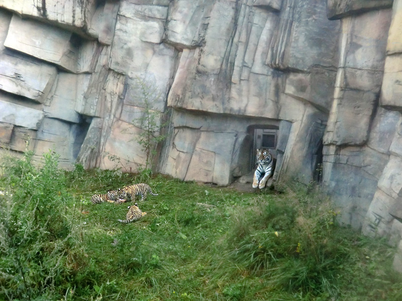 Sibirische Tigerin MYMOZA mit Jungtieren im Zoologischen Garten Wuppertal am 27. August 2012