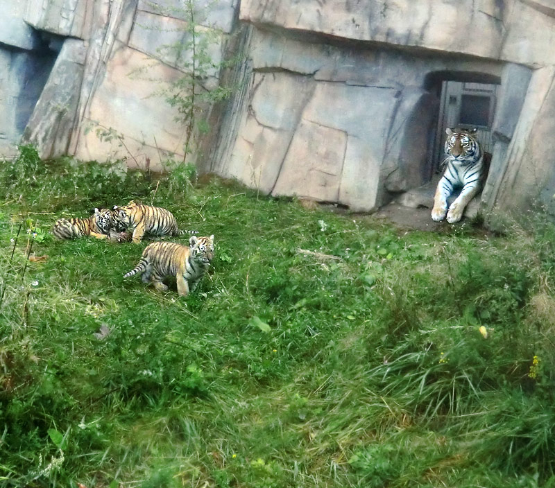 Sibirische Tigerin MYMOZA mit Jungtieren im Wuppertaler Zoo am 27. August 2012