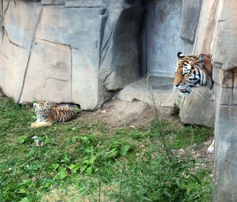 Sibirische Tigerin MYMOZA mit Jungtier im Zoo Wuppertal am 28. August 2012