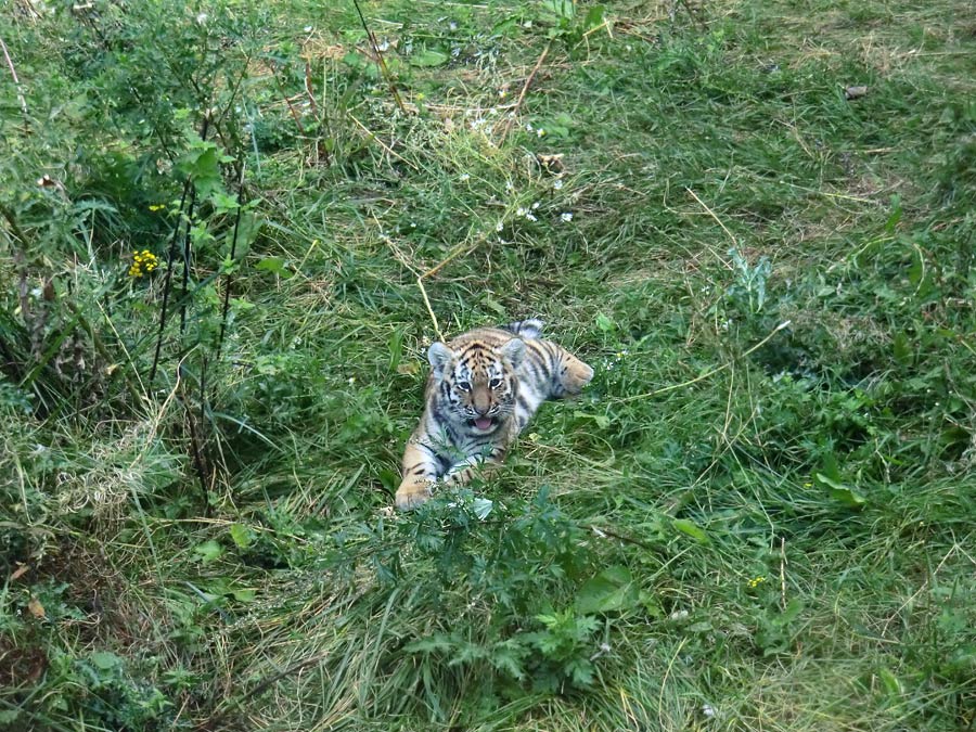 Sibirischer Tiger Jungtier im Zoologischen Garten Wuppertal am 28. August 2012