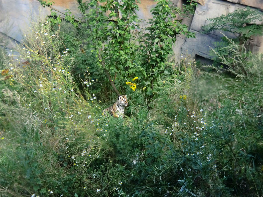 Sibirischer Tiger Jungtier im Wuppertaler Zoo am 28. August 2012
