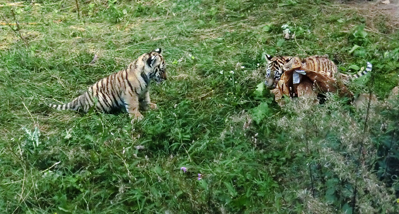 Sibirische Tiger Jungtiere im Zoologischen Garten Wuppertal am 28. August 2012