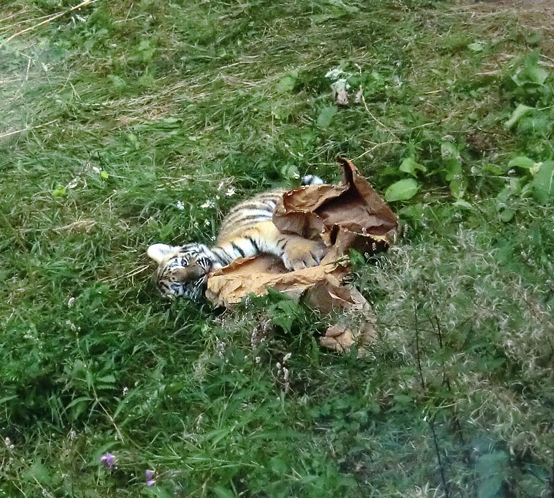 Sibirischer Tiger Jungtier im Wuppertaler Zoo am 28. August 2012