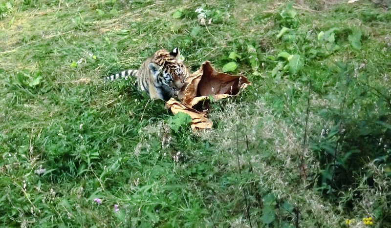 Sibirischer Tiger Jungtier im Zoo Wuppertal am 28. August 2012