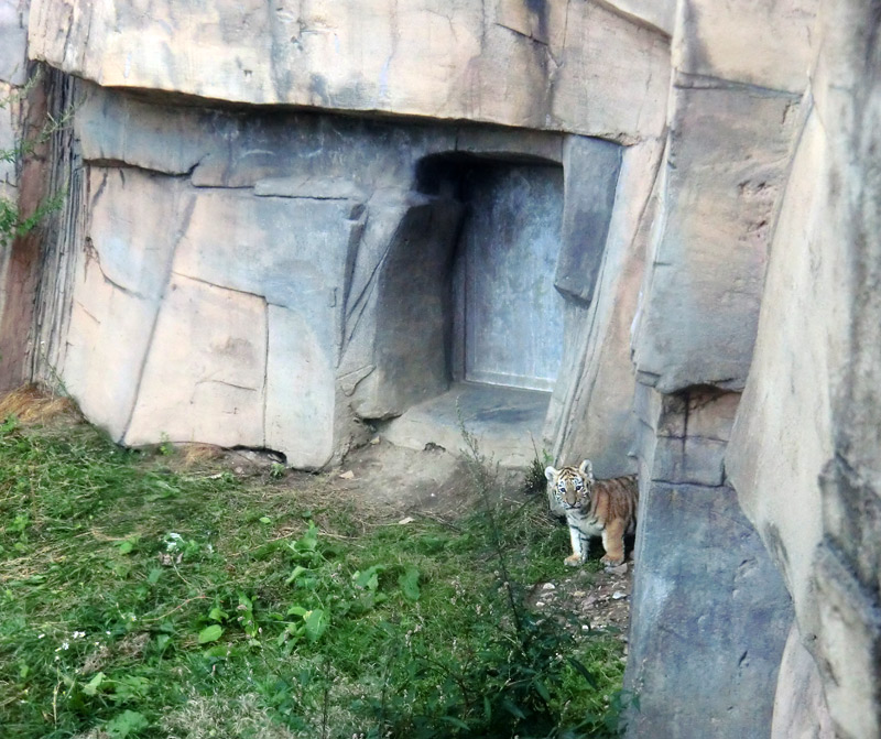 Sibirischer Tiger Jungtier im Zoologischen Garten Wuppertal am 28. August 2012