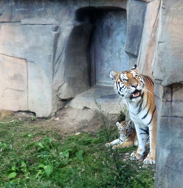 Sibirische Tigerin MYMOZA mit Jungtier im Zoo Wuppertal am 28. August 2012
