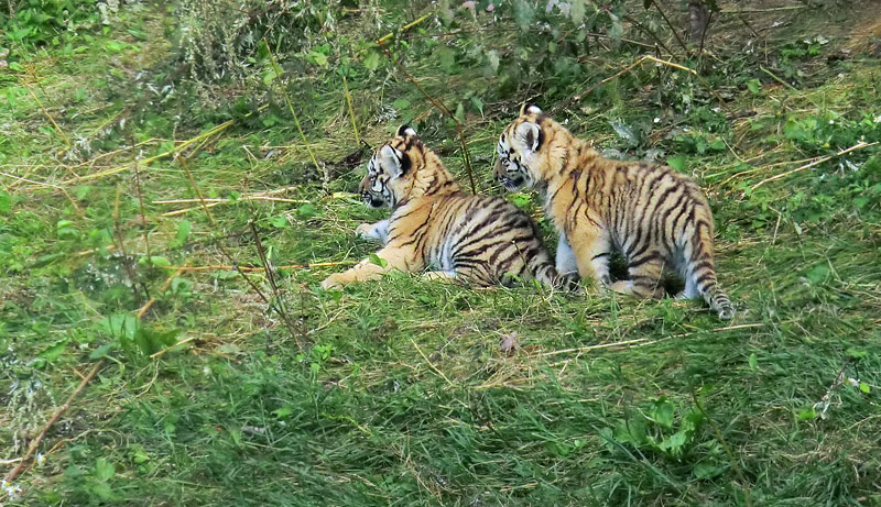 Sibirische Tiger Jungtiere im Wuppertaler Zoo am 28. August 2012