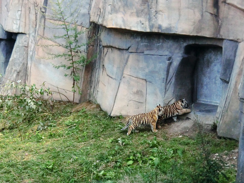 Sibirische Tiger Jungtiere im Zoo Wuppertal am 28. August 2012