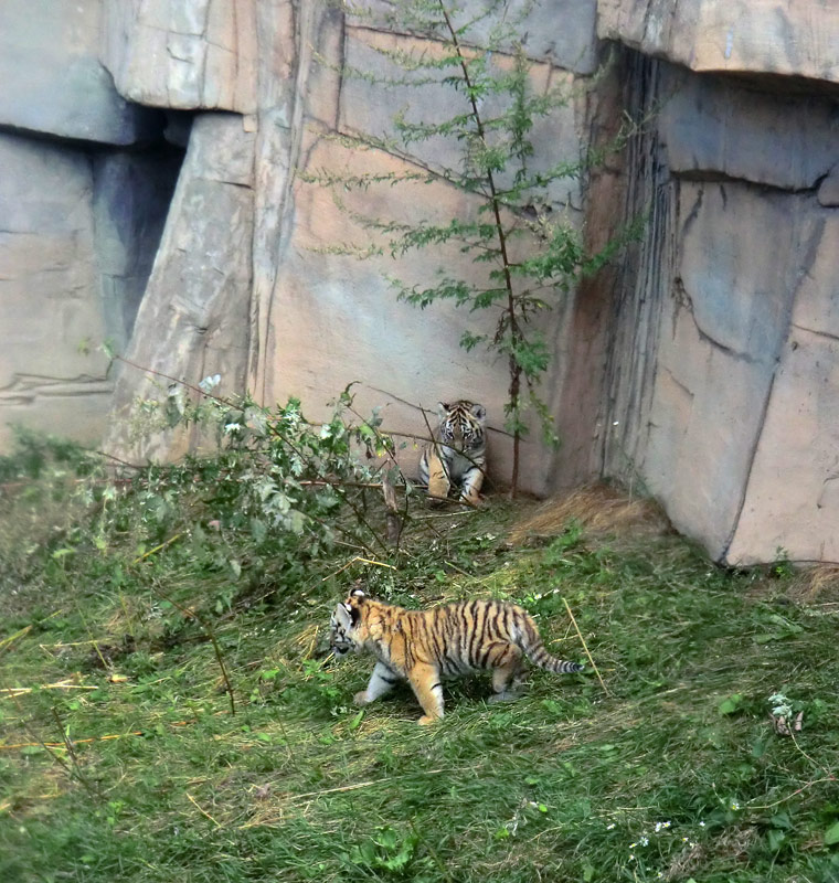 Sibirische Tiger Jungtiere im Wuppertaler Zoo am 28. August 2012