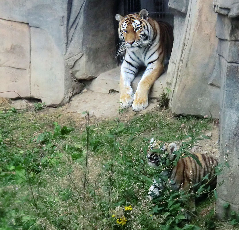 Sibirische Tigerin MYMOZA mit Jungtier im Zoo Wuppertal am 29. August 2012