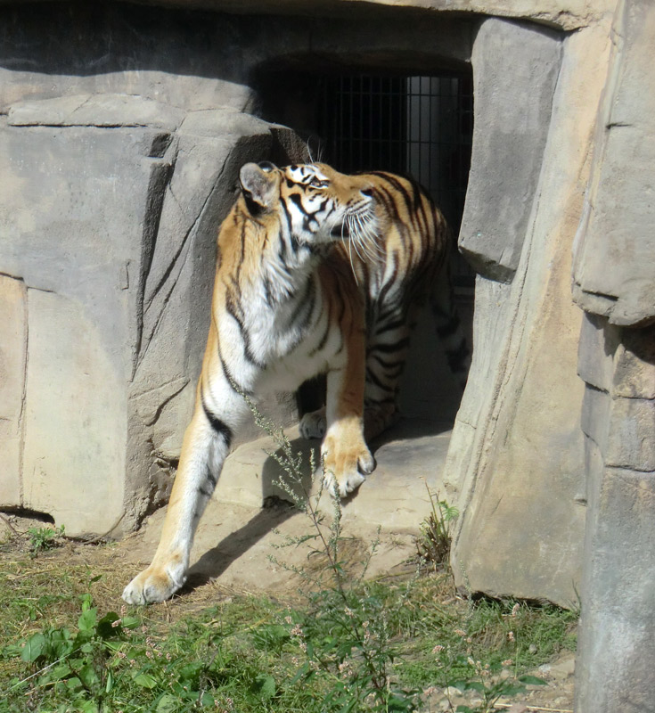 Sibirische Tigerin MYMOZA im Zoologischen Garten Wuppertal am 29. August 2012